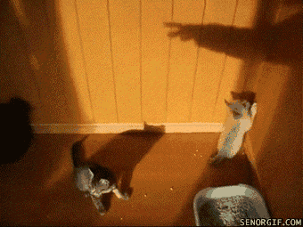 0 7cc19 563dd0e1 orig