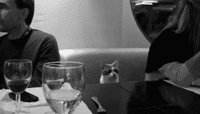 Когда ты единственный кот на вечеринке, пришедший без своей второй половины. гифки, жизненно, кот