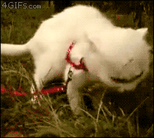 Когда у тебя чудесный день и все получается и тут внезапно вспоминаешь стыдный момент, приключившийся пять лет назад. гифки, жизненно, кот